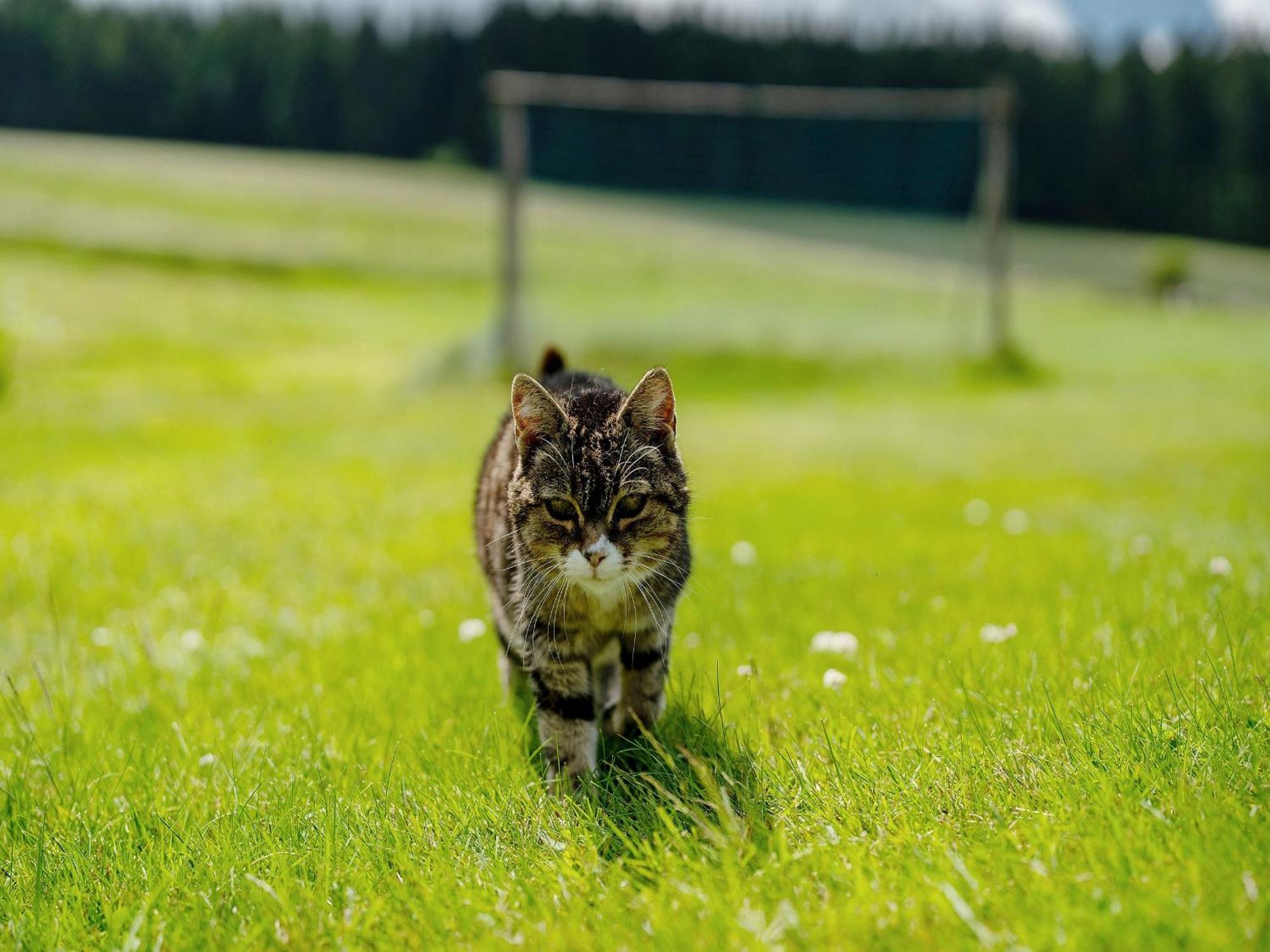 Ferienwohnung Duffner Schonach im Schwarzwald Exteriör bild